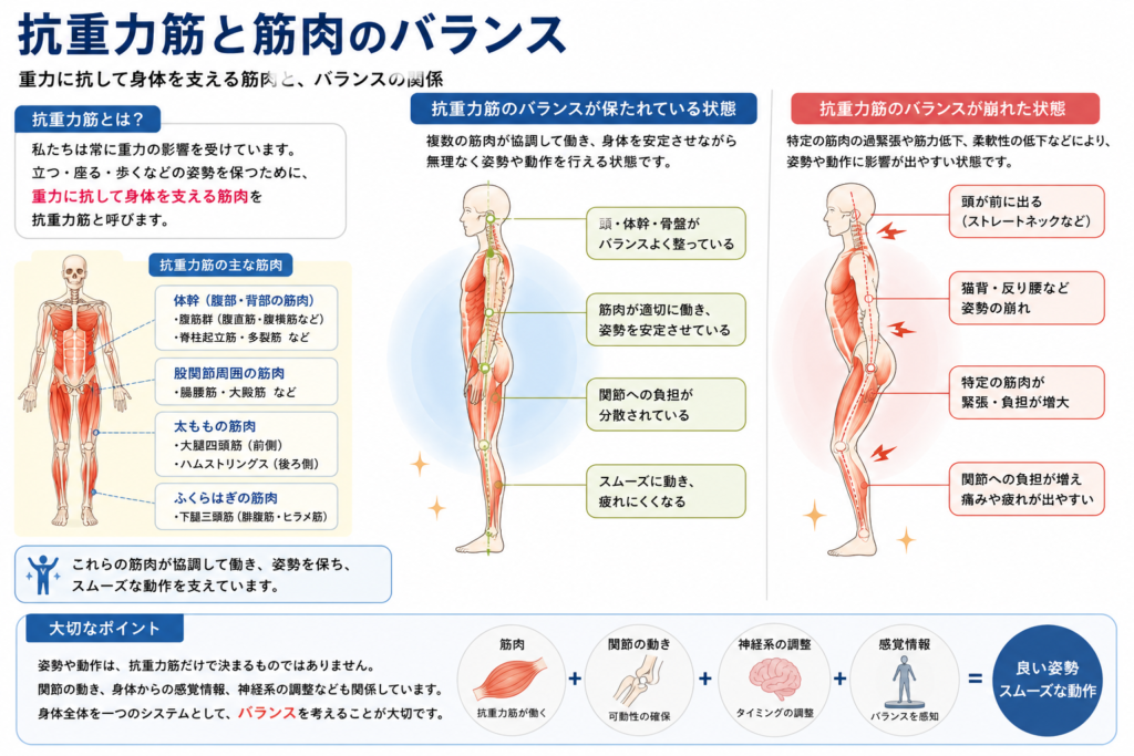 抗重力筋と筋肉のバランスについてまとめている