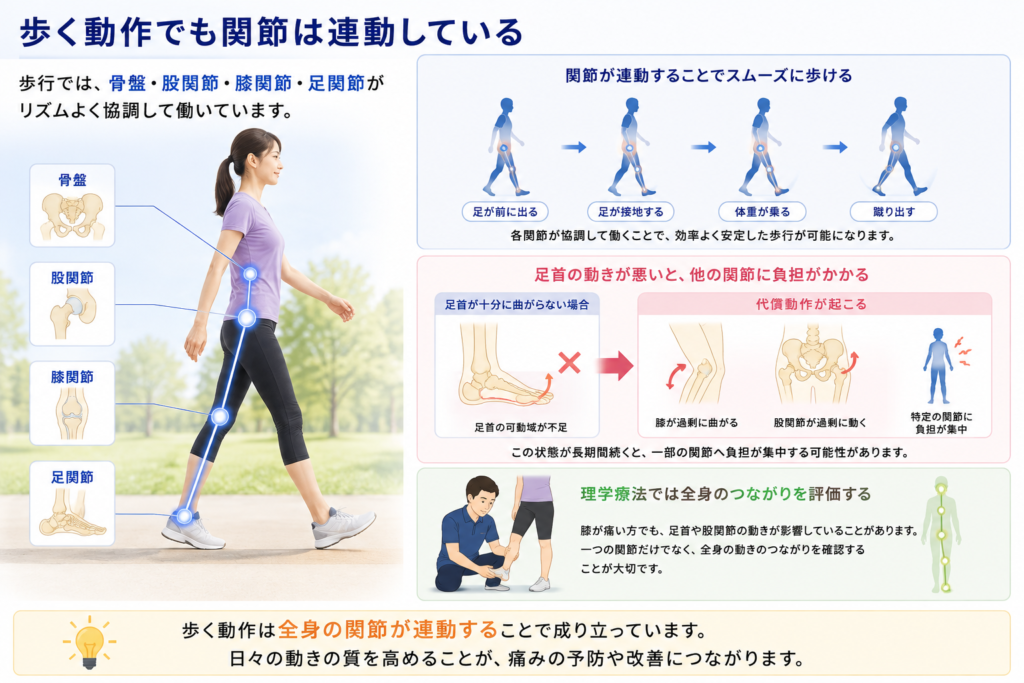 歩行では股関節・膝・足関節が連動して働く