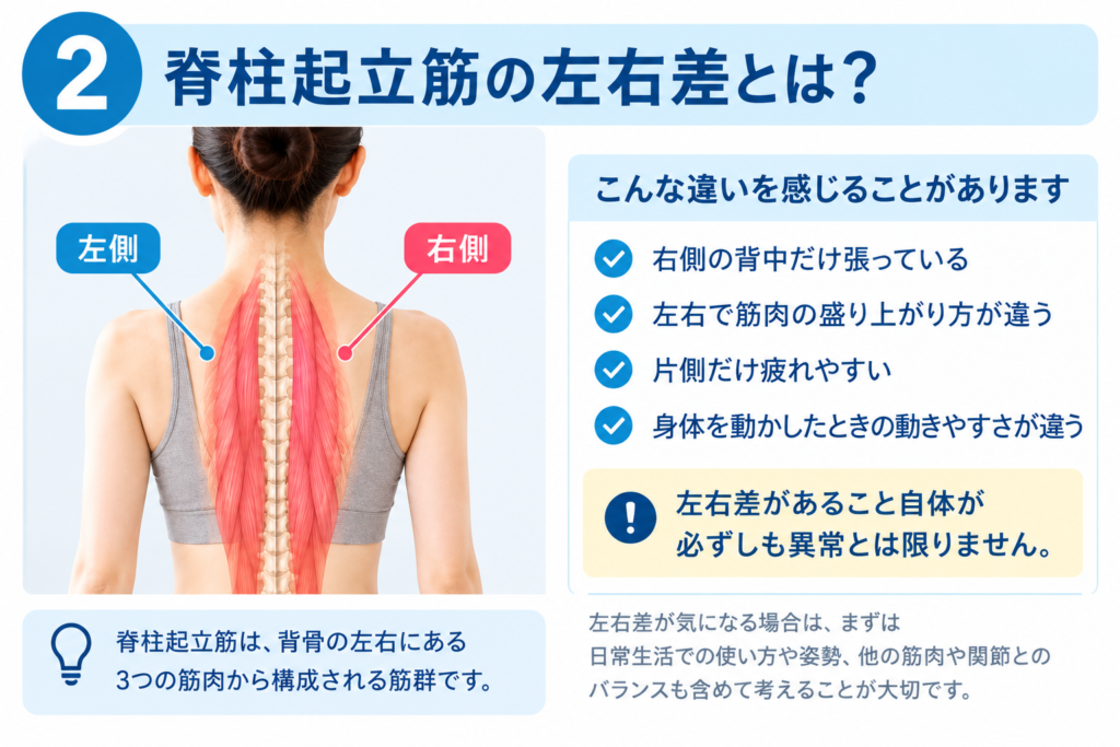脊柱起立筋の左右差と背中の張り方の違いを示したイラスト