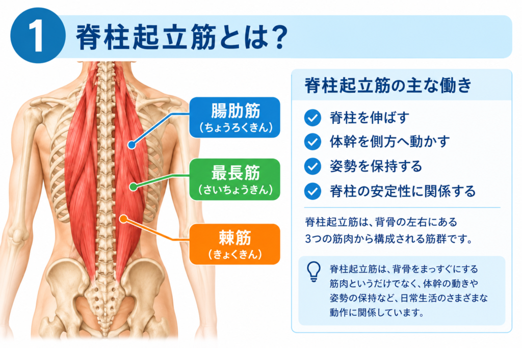 脊柱起立筋の解剖と主な働きを示したイラスト