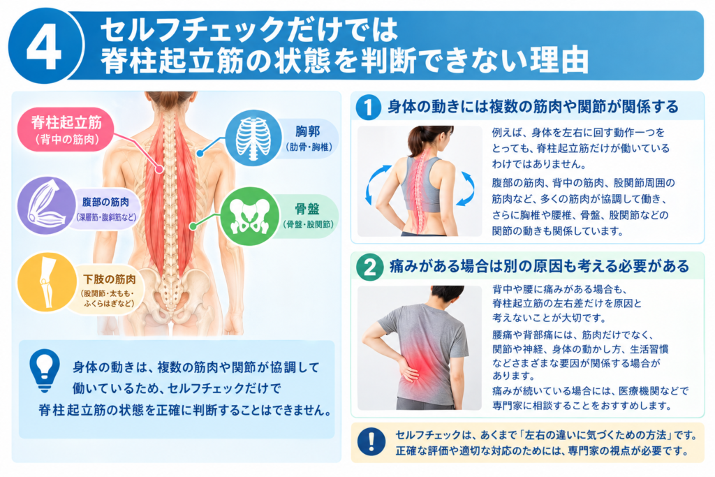 脊柱起立筋だけでなく複数の筋肉や関節が身体の動きに関係することを示したイラスト