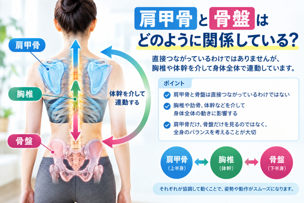 肩甲骨と骨盤は胸椎や体幹を介して連動することを示した人体イラスト