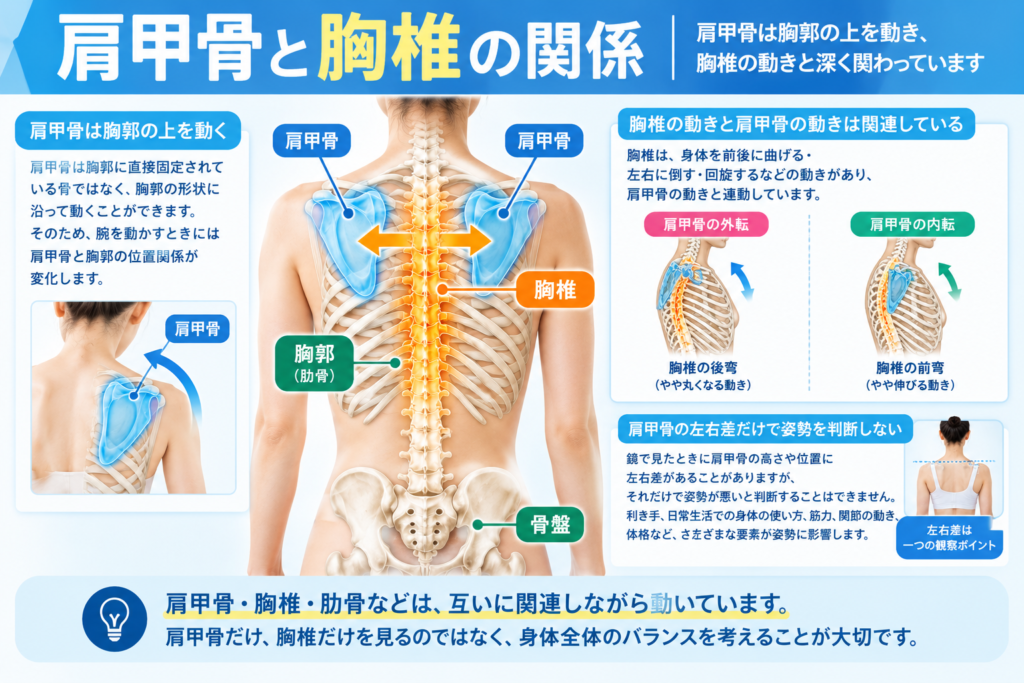 肩甲骨が胸郭の上を動き胸椎の動きと関連することを示した人体イラスト