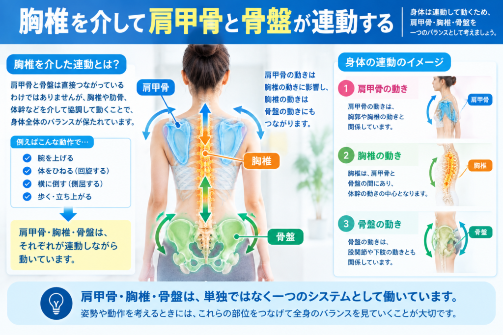 肩甲骨・胸椎・骨盤が体幹を介して協調して動く関係を示した人体イラスト
