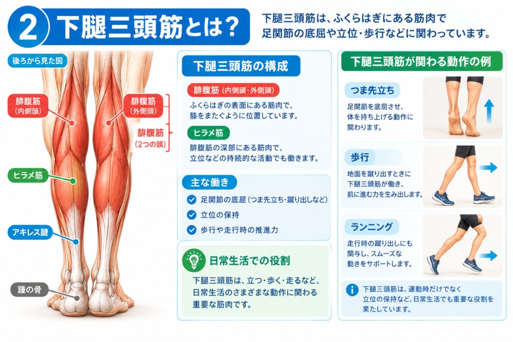 後方から見た下腿で、腓腹筋・ヒラメ筋と足関節の動きを示す図