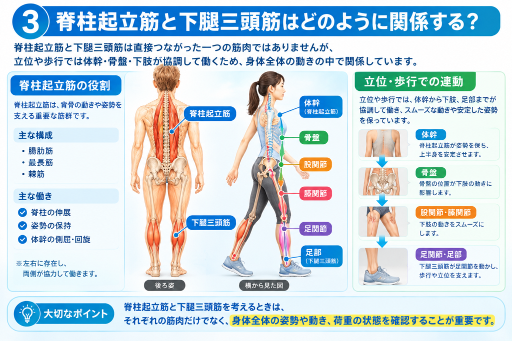 体幹→骨盤→下肢→足部の連動を示す全身図