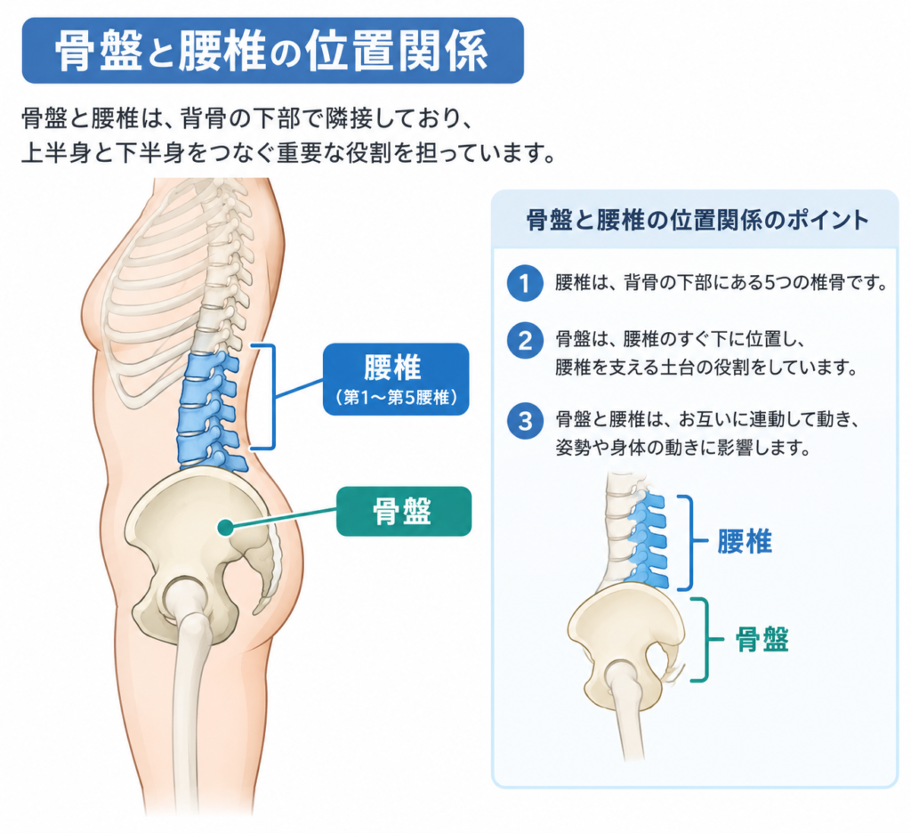 骨盤と腰椎の位置関係を示す人体側面図
