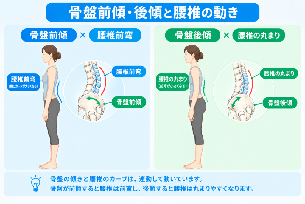 骨盤前傾と後傾の腰椎の動きの比較