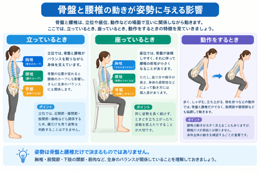 立位・座位で骨盤と腰椎がどのように連動するかを示す比較図
