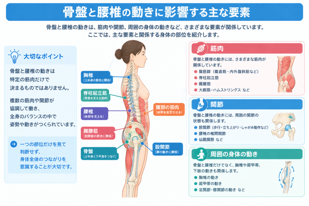 腹部・腸腰筋・脊柱起立筋・股関節・胸椎など、関連する部位を示す人体図