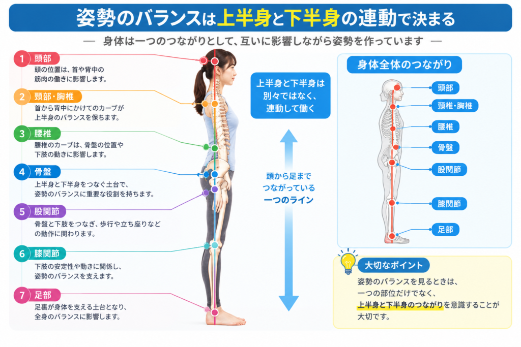 身体を一本のつながりとして示す側面図