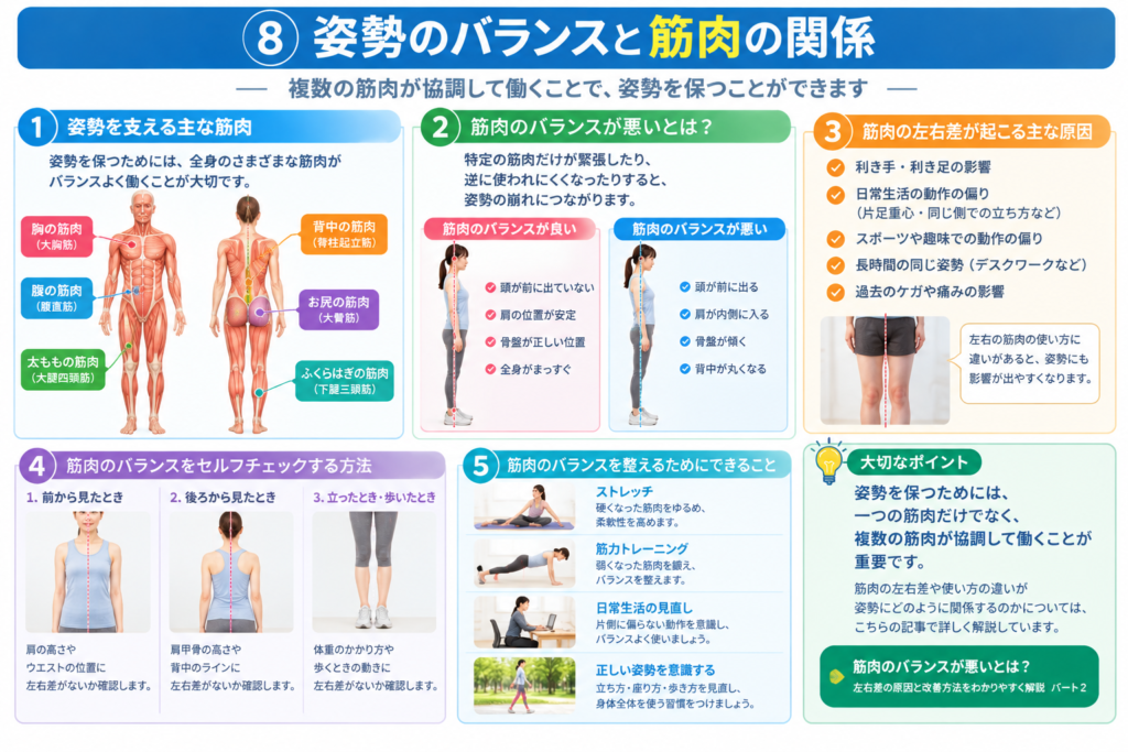 姿勢保持に関係する主な筋肉を示した人体図