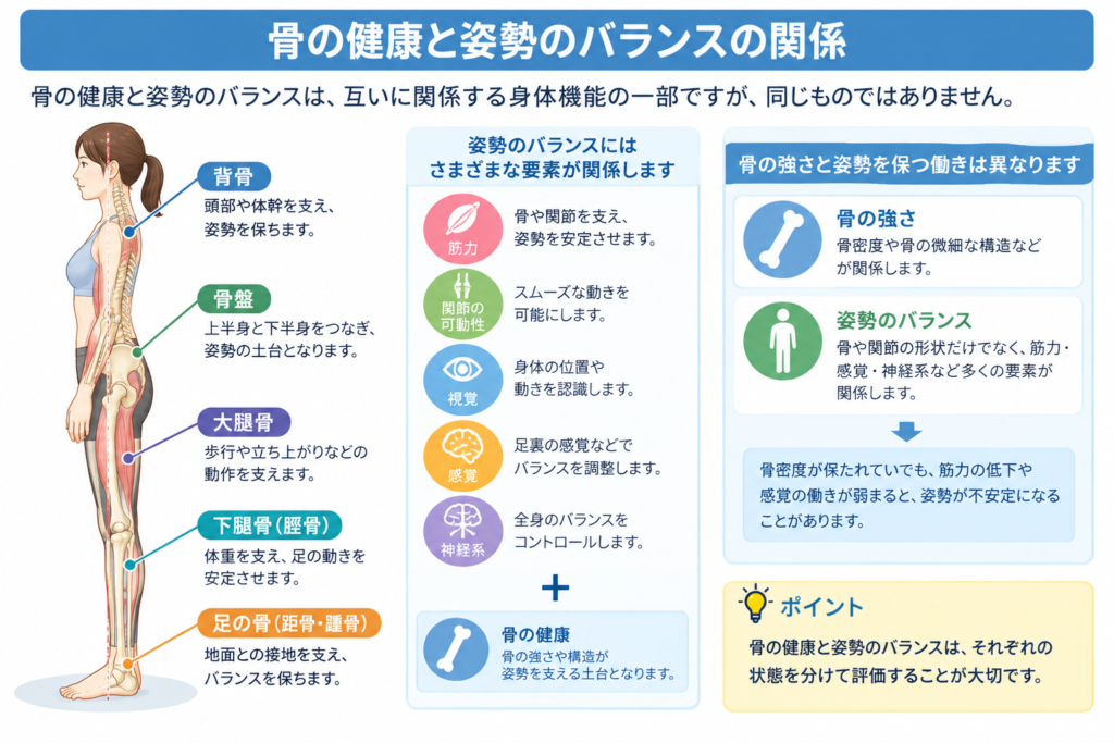 骨の健康と姿勢のバランスの関係