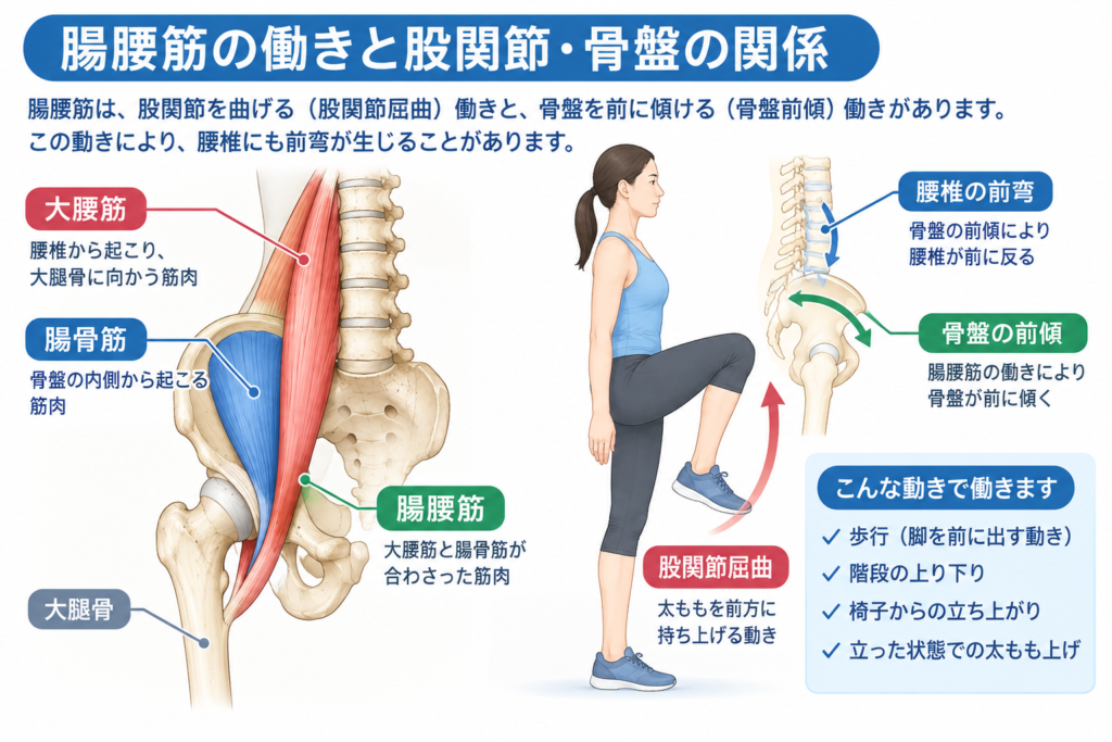 腸腰筋の働きと股関節・骨盤の関係