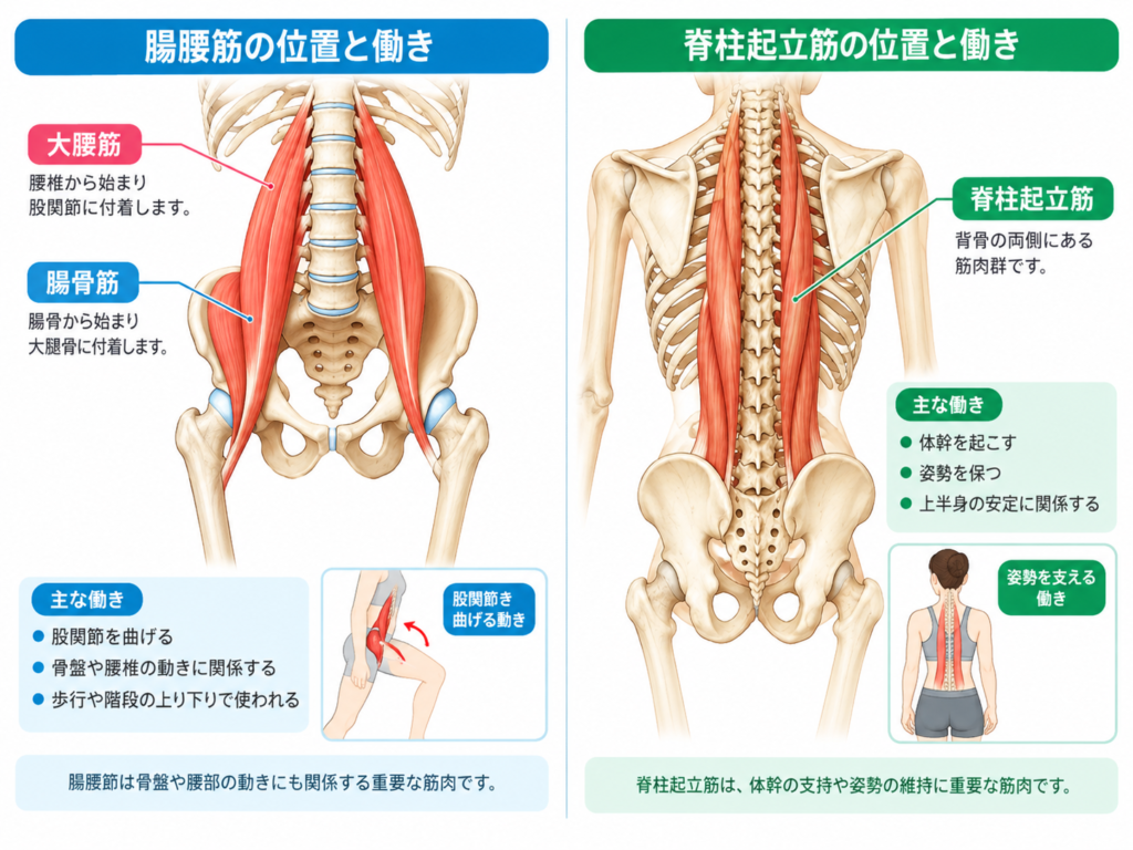 腸腰筋と脊柱起立筋の位置を示した解剖図。腸腰筋は股関節を曲げる働きがあり、脊柱起立筋は体幹の動きや姿勢の維持に関与する。