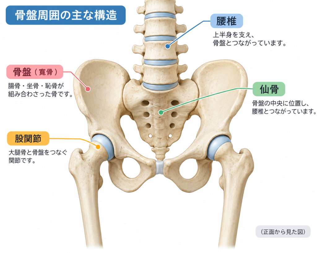 骨盤周囲の主な構造を示した図。骨盤、腰椎、仙骨、股関節の位置関係を正面から解説