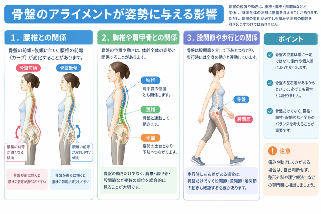 骨盤の位置と姿勢の関係を示した図。腰椎の前弯、胸椎や肩甲骨との関係、股関節と歩行時の連動を解説
